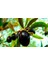 1 Adet Edincik ( Su ) Zeytin Fidanı Tüplüdür 1