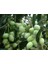 1 Adet Koroneki Zeytin Fidanı Tüplüdür 1