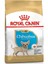 Puppy Yavru Chihuahua Köpek Maması 1,5 kg 1