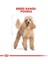 Poodle Adult Yetişkin Köpek Maması 3 kg 3