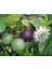 Tüplü Passiflora Fidanı Yaş 1 Boy 40-60CM 1