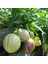 Tüplü Salkım Meyveli Pepino Fidanı Yaş 1 Boy 45-65CM 1