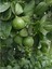 Tüplü Aşılı Lime Tahiti Limequat Fidanı 2 Yaş 50-70 cm Boy 1