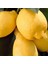 Tüplü Aşılı Bodur Saksılık Enterdonat Limon Fidanı 4 Yaş 80-100 Boy 1