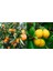 Tüplü Aşılı Bodur Yediveren Limon+Okitsu Mandalina 1