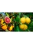 Tüplü Aşılı Cara Cara Portakal + Yediveren Limon Fidanı 2 Yaş (2li Paket) 1