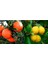 Tüplü Aşılı Yediveren Mayer Limon + Kokulu King Mandalina Fidanı (2li Paket) 2 Yaş 90-110 cm Boy 1
