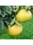 Tüplü Aşılı Içi Kırmızı Şadok Pomelo (Ağaç Kavunu) Yaş 2 Boy 90-110 cm 1
