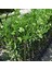 Tüplü Aşılı Satsuma Mandalina Fidanı Yaş 1-2 Boy 90-110CM 2