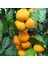 Tüplü Aşılı Mihovaze Mandalina Fidanı Yaş 1-2 Boy 90-110CM 1