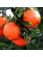 Tüplü Aşılı Klemantin Kokulu King Mandalina Yaş 1-2 Boy 90-110CM Soğuklara Dayanıklı 1