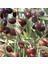 Tüplü Ayvalık Zeytin Fidanı(2 Adet) 1