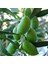 Tüplü 3 Yaş Bodur Gemlik Zeytin Fidanı( 2 Adet ) 1