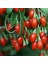 2 Yaş Kırmızı Goji Berry(Kurt Üzümü) 100-120 cm 1