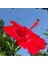 Tüplü 4 Adet 60-80 cm Kırmızı Japon Gülü (Hibiscus) 1