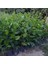 Tüplü 4 Adet 60-80 cm Kırmızı Japon Gülü (Hibiscus) 2