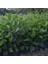 Tüplü 4 Adet 60-80 cm Kırmızı Japon Gülü (Hibiscus) 3