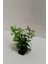 Bacopa Monnieri Plastik Bitki 10 cm 1