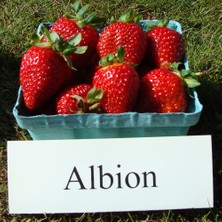 Ucuzluk Diyarı 40  Adet Albion Çilek Fidesi Viyolde Dikime Hazır