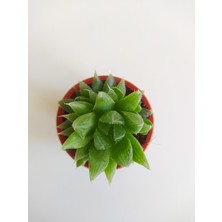 Efece E&A Sukulent Haworthia Cooperi Haworthia Sukulent Yeşil Sukulent