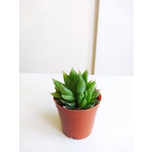 Efece E&A Sukulent Haworthia Cooperi Haworthia Sukulent Yeşil Sukulent