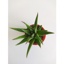 Efece E&A Haworthia Zebrina 5,5luk Saksıda 8-10CM Havortia Sukulent Havortia Kaktüs Sukulent Canlı Sukulent