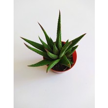 Efece E&A Haworthia Zebrina 5,5luk Saksıda 8-10CM Havortia Sukulent Havortia Kaktüs Sukulent Canlı Sukulent