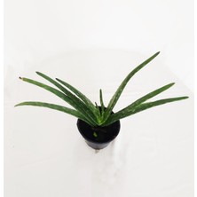 Bitki Fidanım Aloe Vera Bitkisi 20-25 cm