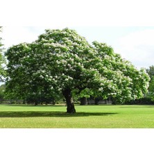 Lala Ahmet Botanik 10 Adet Tüplü Defne Ağacı Fidanı 50-60 Cm. Laurus Nobilis