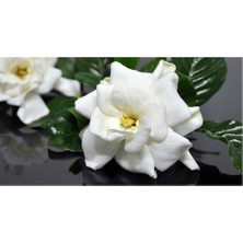 Lala Ahmet Botanik Gardenya Çiçeüği, 20-30 Cm. Gardenia Jasminoides