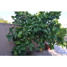 Çok Nadir Bulunan Iri Ponderosa Limonu 2 Yaş 80-100 cm