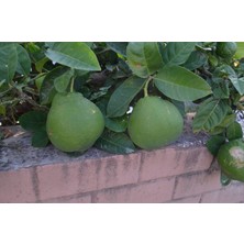 Çok Nadir Bulunan Iri Ponderosa Limonu 2 Yaş 80-100 cm