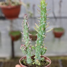 Reyon Bahçe Meksika Kaktüs 5.5 cm Saksıda