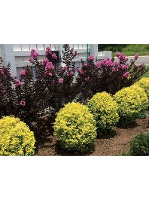 Lala Ahmet Botanik 10 Adet (Altuni Taflan) Gold Taflan Fidanı 20-40 Cm. Saksıda, Çit Bitkisi