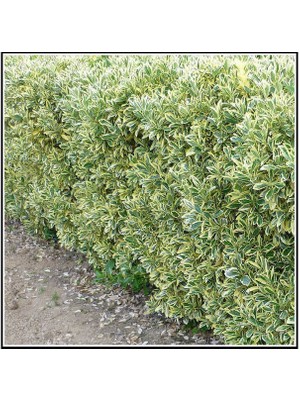 Lala Ahmet Botanik 10 Adet Alaca Taflan Fidanı 30-50 cm Euonymus Japonica Variegata Kargo Dahil