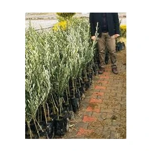 Ucuzluk Diyarı 1 Adet Gemlik ( Tirilye ) Zeytin Fidanı Tüplüdür