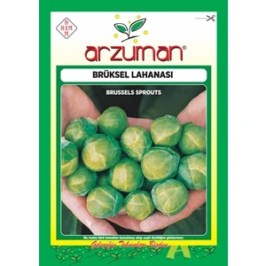 Sebze Brüksel Lahana Tohumu