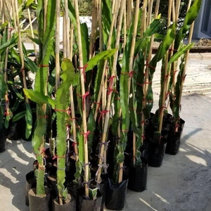 Reyon Bahçe Sarı Pitaya Ejder Meyvesi Fidanı