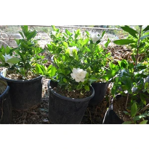 Kokulu Gardenya Çiçeği (12 Lt Büyük Saksıda)