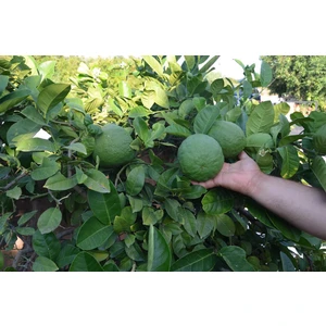 Çok Nadir Bulunan Iri Ponderosa Limonu 2 Yaş 80-100 cm