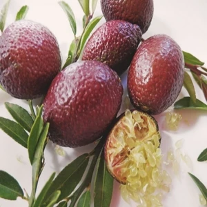 Tüplü 2 Yaş Avusturalya Blood-Kırmızı Lime Limon Fidanı