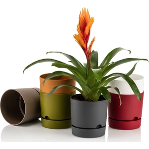 4 Lü Begonya 15 cm Renkli Plastik Tabaklı Saksı