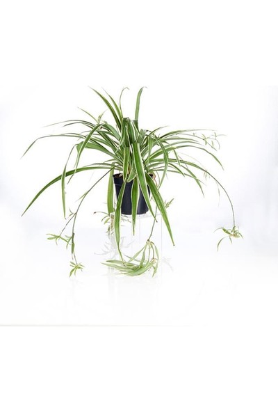 Armenbotanik Chlorophytum - Kurdela Çiçeği
