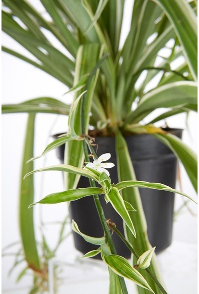 Armenbotanik Chlorophytum - Kurdela Çiçeği