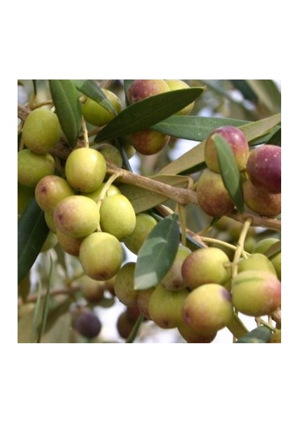 1 Adet Koroneki Zeytin Fidanı Tüplüdür