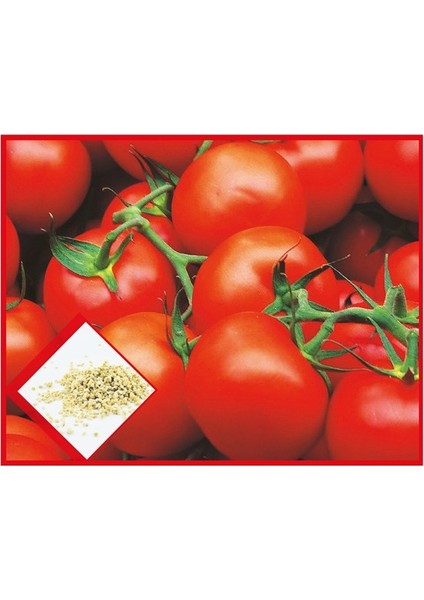 Sebze Chery Pinpon Domates Tohumu fiyatları