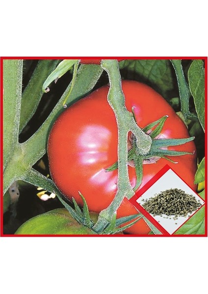 Sebze Marmande Domates Tohumu fiyatları