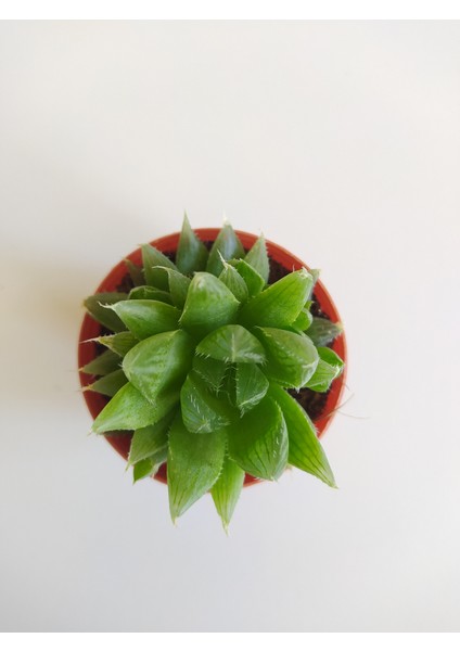 Sukulent Haworthia Cooperi Haworthia Sukulent Yeşil Sukulent