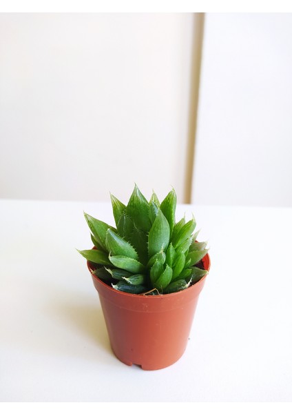 Sukulent Haworthia Cooperi Haworthia Sukulent Yeşil Sukulent