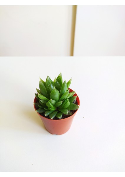 Sukulent Haworthia Cooperi Haworthia Sukulent Yeşil Sukulent